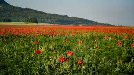 pipacstenger a Balaton felvidéken