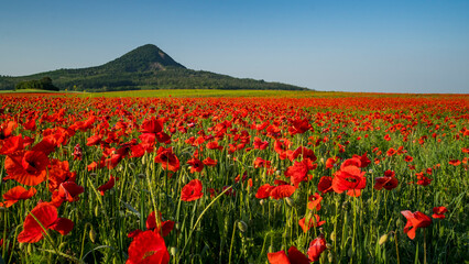 pipacstenger a Balaton felvidéken