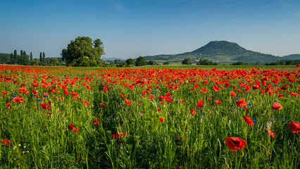 pipacstenger a Balaton felvidéken