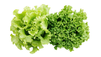 Obraz premium Fresh. green lettuce varieties displayed together on a clean white background. their textures and colors. ideal for healthy eating or cooking themes