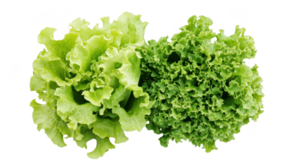 Fresh. green lettuce varieties displayed together on a clean white background. their textures and colors. ideal for healthy eating or cooking themes