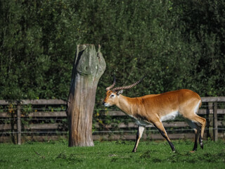 views of captive animals in a wildlife park 