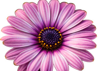 Obraz premium Purple daisy flower isolated on white background