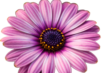 Purple daisy flower isolated on white background