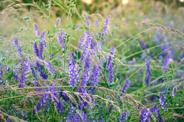 Obraz premium Fragrant summer sunny meadow with Vicia cracca flowers.