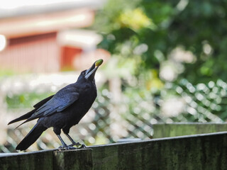 views of captive animals in a wildlife park 