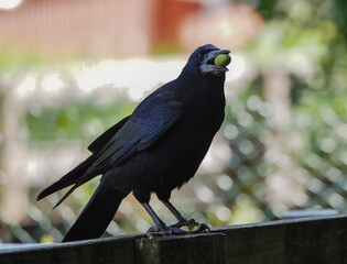 views of captive animals in a wildlife park 