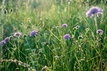 Flower field, meadow flowers in soft light. Summer landscape blurry nature background. Knautia arvensis.