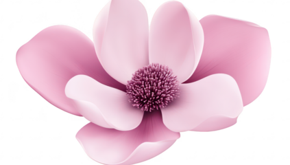 A beautifully detailed pink magnolia flower with delicate petals and intricate stamen. set against a clean white background. ideal for nature-themed designs and floral arrangements