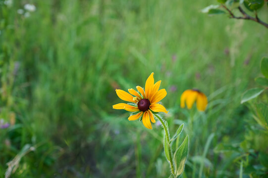 Yellow flower Rudbeckia in the garden. Summer yellow flowers. - Powered by Adobe