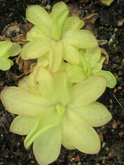 Zbliżenie na rozety rośliny z gatunku pinguicula © Kumulugma