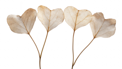 A close-up view of four dried heart-shaped leaves arranged symmetrically on slender stems. set against a clean white backdrop. emphasizing their delicate textures and natural beauty. ideal for nature-