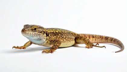 Naklejka premium bearded dragon lizard