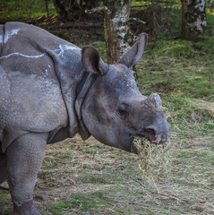 Obraz premium views of captive animals in a wildlife park 