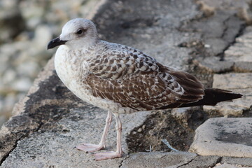 seagull on the rocks