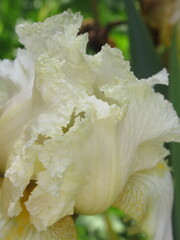 Zbliżenie na kwiaty irysa © Kumulugma