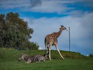 views around a wildlife park with captive animals