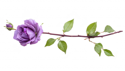 A beautifully arranged purple rose with green leaves and a budding flower. set against a clean white background. ideal for floral designs. romantic themes. and nature-focused projects