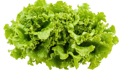 Fresh and green lettuce with crisp. ruffled leaves. its natural texture and color. ideal for healthy meal preparations or salad recipes in culinary contexts