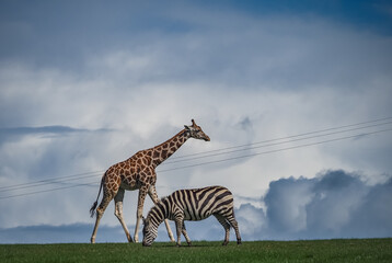 views around a wildlife park with captive animals