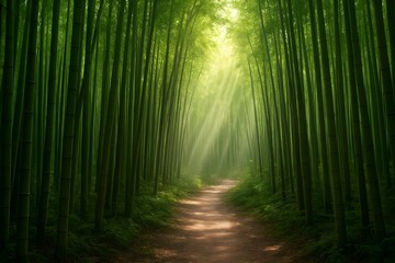 Obraz premium bamboo forest trail with sunlight beams