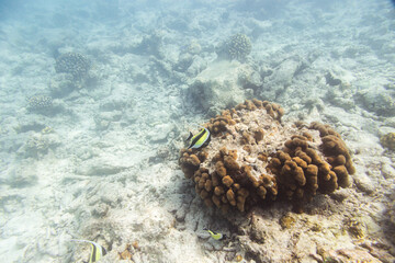 Underwater view of coral reef with colorful fish