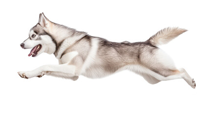 A playful Siberian Husky leaps joyfully in mid-air against a clean white background. its athleticism and energy. perfect for pet-related content or promotional materials