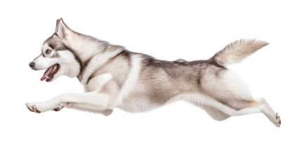 A playful Siberian Husky leaps joyfully in mid-air against a clean white background. its athleticism and energy. perfect for pet-related content or promotional materials