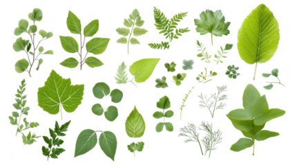 A diverse collection of fresh green leaves various shapes and textures. arranged artistically on a white background. ideal for nature-themed designs and botanical studies