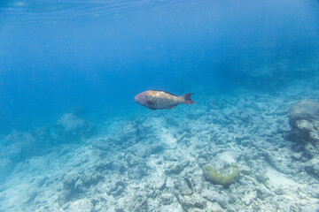 Underwater view of coral reef with colorful fish