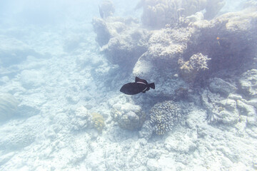 Underwater view of coral reef with colorful fish