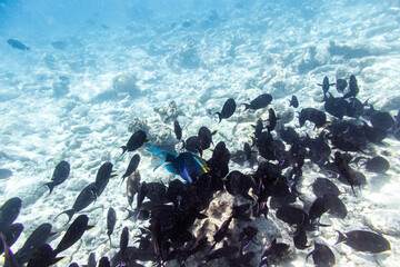 Underwater view of coral reef with colorful fish