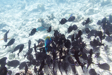 Underwater view of coral reef with colorful fish