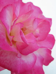 Zbliżenie na kwiaty róży © Kumulugma