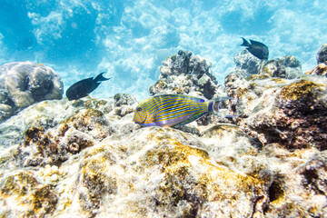 Underwater view of coral reef with colorful fish
