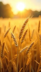 Golden wheat field shimmering under a summer sun, creating a textured background of nature's bounty Perfect for rustic, harvest, or agricultural themes , rural, landscape