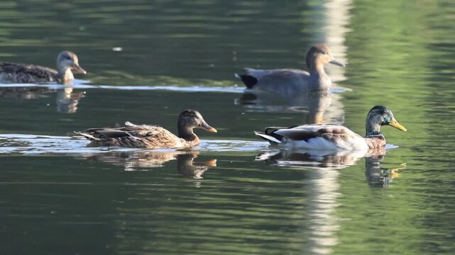 A pair of mallards swims on the green shimmering lake, gadwalls in the background, sun shines on a moulting drake, female follows drake, green rippled water surface, Anas platyrhynchos
