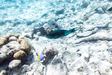 Underwater view of coral reef with colorful fish