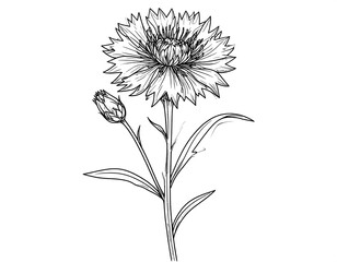 Detailed line drawing of a carnation flower and bud