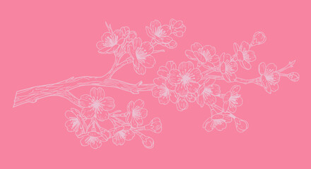 Cherry blossom branch in light outline against pink background