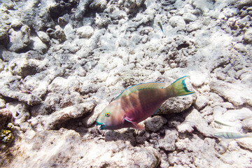 Underwater view of coral reef with colorful fish