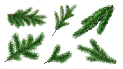 A collection of green pine branches arranged artistically. their texture and natural beauty. suitable for seasonal decorations or botanical illustrations