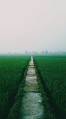Obraz premium Path through rice field on misty day. Agriculture, tourism, peaceful background
