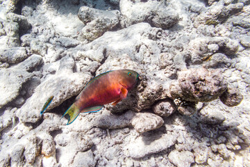 Underwater view of coral reef with colorful fish