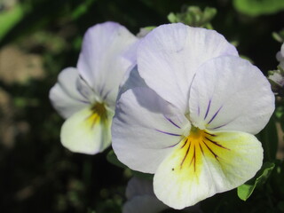 Zbliżenie na kolorowy kwiat bratka © Kumulugma