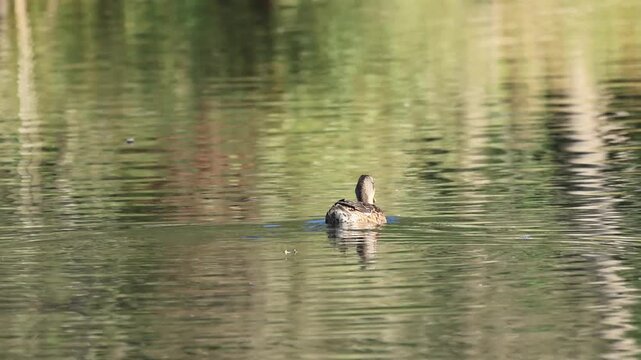 A female duck swims quickly across the lake, a female mallard or a female gadwall in the sunshine, Anas platyrhynchos, Mareca strepera