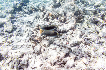 Underwater view of coral reef with colorful fish
