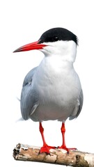 Obraz premium Close-up of a bird on a branch