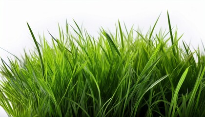 Obraz premium Grass Isolated On White Background