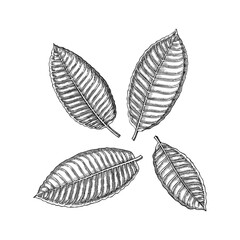 Kratom leaves sketches set. Tropical medicinal plant hand drawn vector illustrations. Herbal medicine ingredient.  NOT AI generated